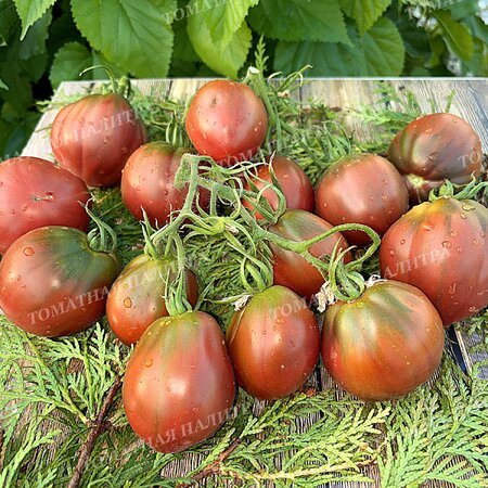 Томат БОРДО