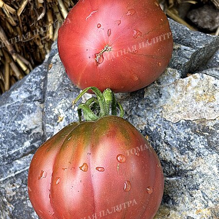 Томат БОРДО