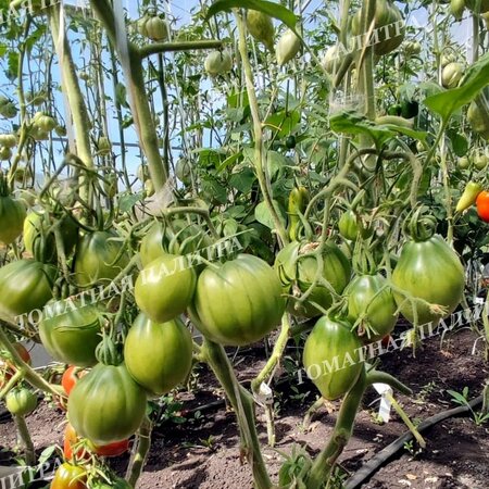 Томат БОРДО