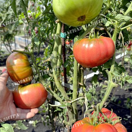 Томат БИЙСКАЯ РОЗА