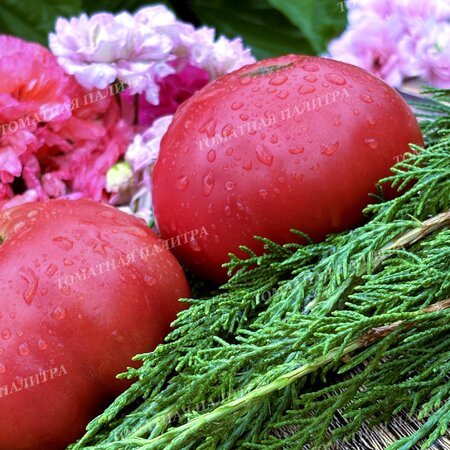 Томат БИЙСКАЯ РОЗА