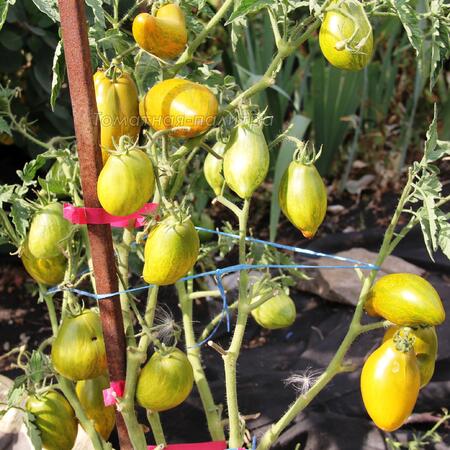Томат Гном Дерзкая Мэри/ Соус Мари (Dwarf Sauce Mary)