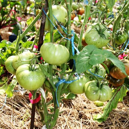 Томат Гном Дикий картофельный лист/ Вайлд Спудлеаф (Dwarf Wild Spudleaf)