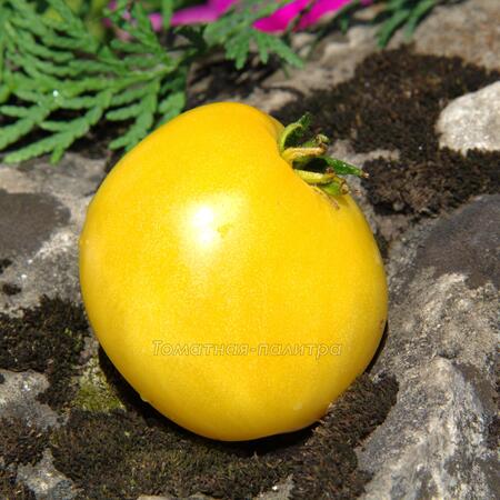 Томат Гном Лимонный Лёд / Лимонное мороженое (Dwarf Lemon Ice), Австралия