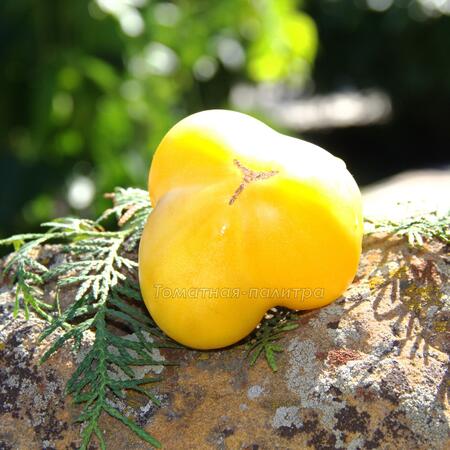 Томат Гном Лимонный Лёд / Лимонное мороженое (Dwarf Lemon Ice), Австралия