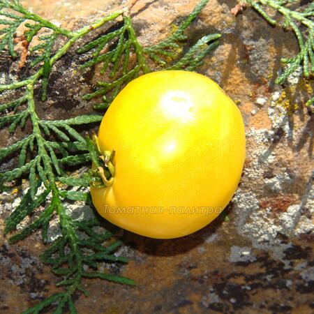 Томат Гном Лимонный Лёд / Лимонное мороженое (Dwarf Lemon Ice), Австралия