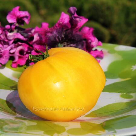 Томат Гном Лимонный Лёд / Лимонное мороженое (Dwarf Lemon Ice), Австралия