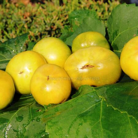Томат Гном Нефритовая красота / Джейд бьюти (Dwarf Jade Beauty)