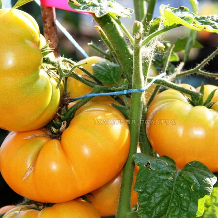 Томат Гном Оранжевый/Апельсиновый Крем (Dwarf Orange Cream), Австралия