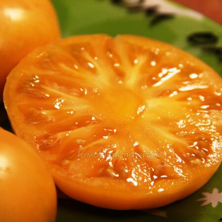 Томат Гном Оранжевый/Апельсиновый Крем (Dwarf Orange Cream), Австралия