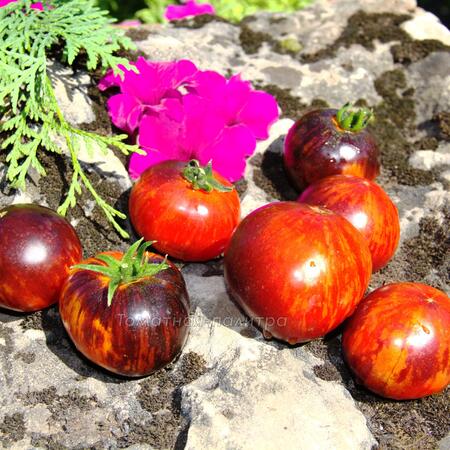 Томат Гном Полосатый Энто (Dwarf Striped Antho), США