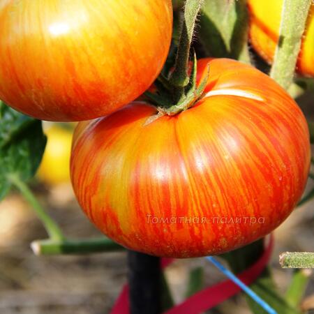 Томат Гном Прекрасный король (Dwarf Beauty King), США