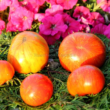 Томат Гном Прекрасный король (Dwarf Beauty King), США