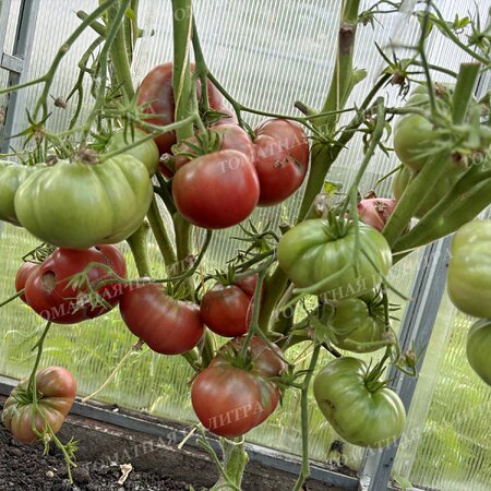 Томат Гном Пурпурная Розелла (Dwarf Rosella Purple)