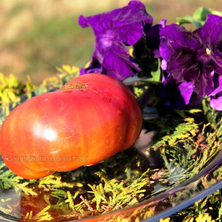 Томат Гном Пурпурная Розелла (Dwarf Rosella Purple)