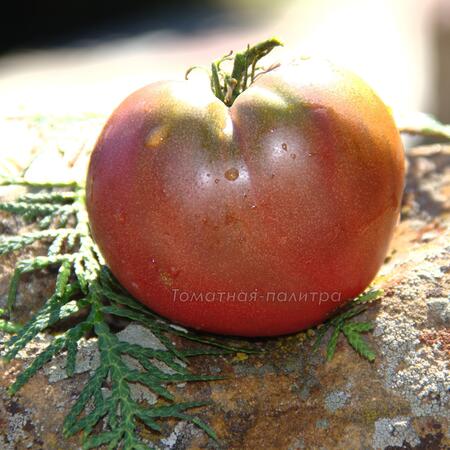 Томат Гном Пурпурное Сердце (Dwarf Purple Heart)