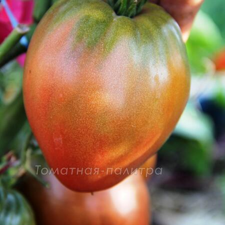 Томат Гном Пурпурное Сердце (Dwarf Purple Heart)