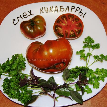 Томат Гном Смех Кукабарра (Dwarf Kookaburra Cackle), Австралия