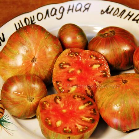 Томат Гном Шоколадная молния (Dwarf Chocolate Lightning), США