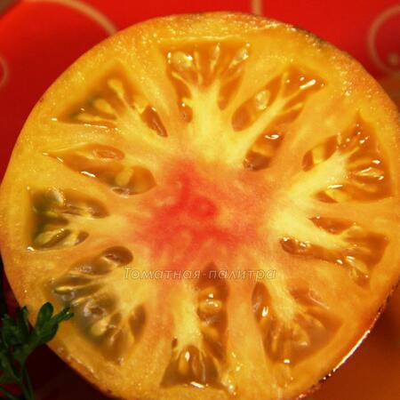 Томат Голубой / Синий Ананас (Ananas Blue), Бельгия