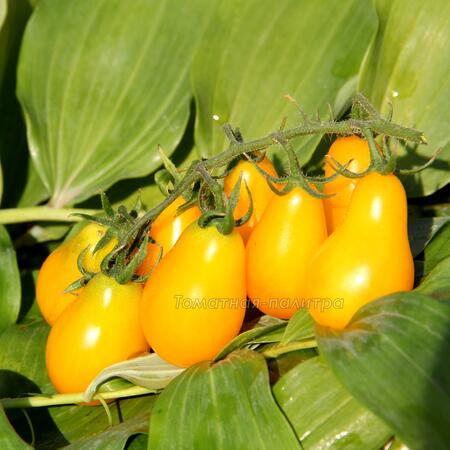 Томат Груша желтая Черри (Yellow Pear Cherry Bell), Англия