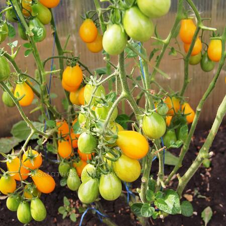 Томат Груша желтая Черри (Yellow Pear Cherry Bell), Англия