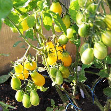 Томат Груша желтая Черри (Yellow Pear Cherry Bell), Англия
