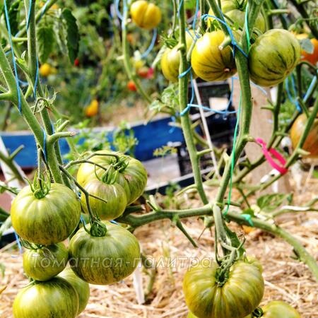 Томат Зеленая Копия (Green Copia), США