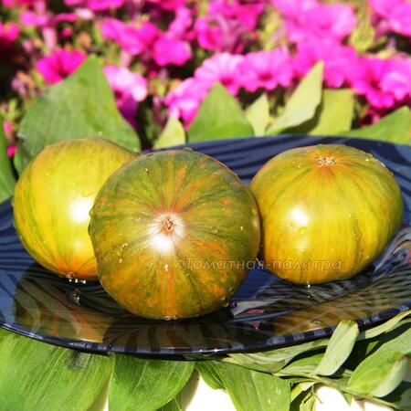 Томат Зеленая Копия (Green Copia), США