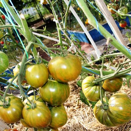 Томат Зеленая Копия (Green Copia), США