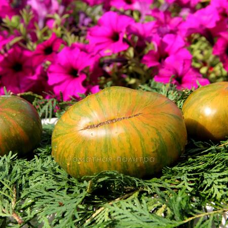 Томат Зеленая Копия (Green Copia), США