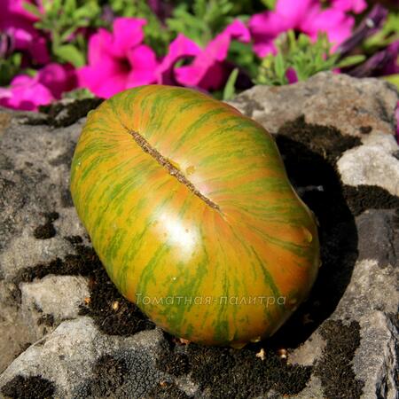 Томат Зеленая Копия (Green Copia), США