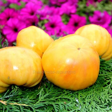 Томат Золотой Ананас (Ananas Gold), США