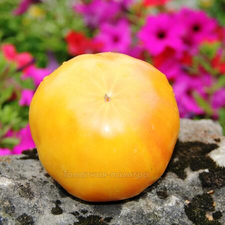 Томат Золотой Ананас (Ananas Gold), США
