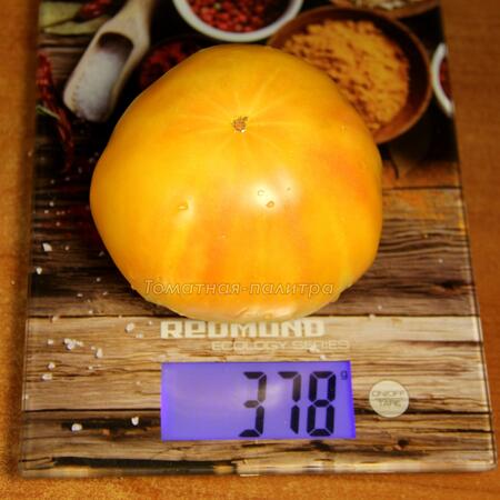 Томат Золотой Ананас (Ananas Gold), США