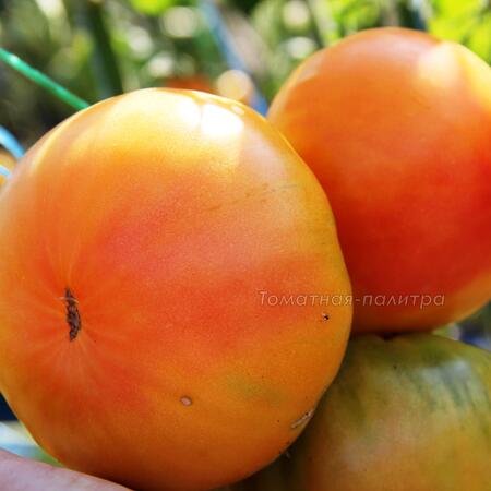 Томат Золотой Ананас (Ananas Gold), США
