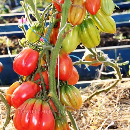 Томат Зубчатый помидор (Gezante Tomato Buhrer-Keel), Италия