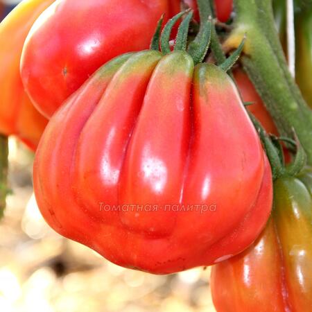Томат Зубчатый помидор (Gezante Tomato Buhrer-Keel), Италия