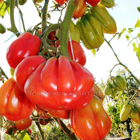 Томат Зубчатый помидор (Gezante Tomato Buhrer-Keel), Италия