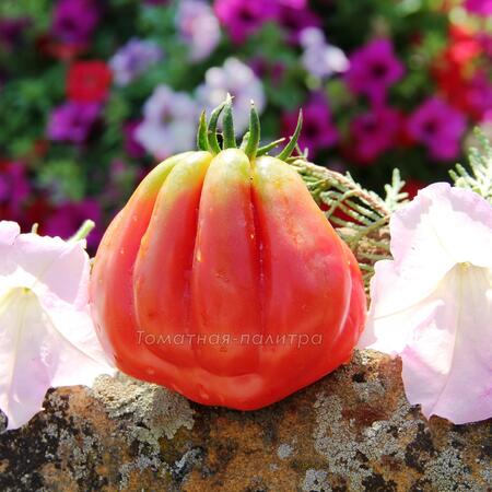 Томат Зубчатый помидор (Gezante Tomato Buhrer-Keel), Италия