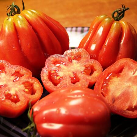 Томат Зубчатый помидор (Gezante Tomato Buhrer-Keel), Италия