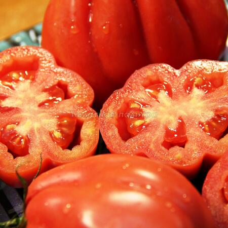 Томат Зубчатый помидор (Gezante Tomato Buhrer-Keel), Италия