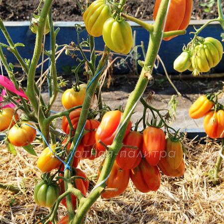 Томат Зубчатый помидор (Gezante Tomato Buhrer-Keel), Италия