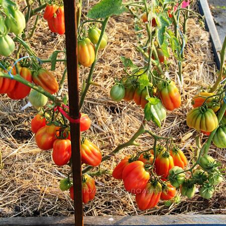 Томат Зубчатый помидор (Gezante Tomato Buhrer-Keel), Италия