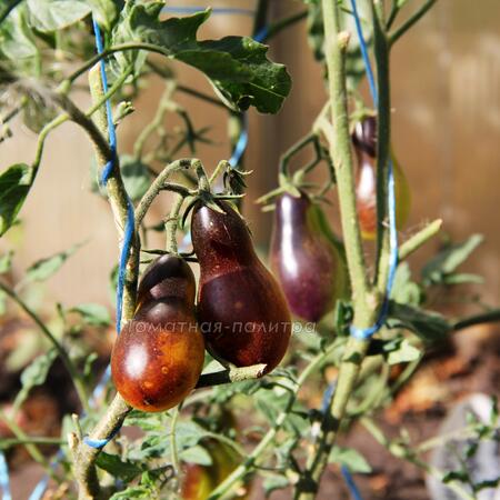 Томат Индиго кумкват грушевидный (Indigo Kumquat pear)
