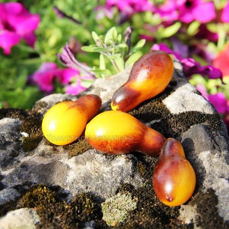 Томат Индиго кумкват грушевидный (Indigo Kumquat pear)