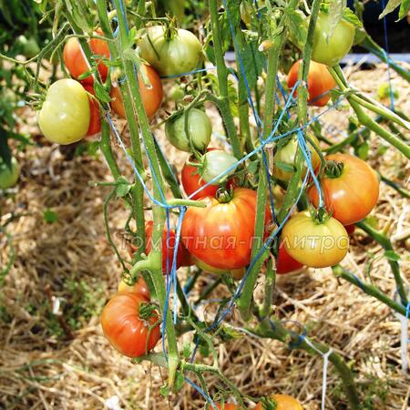 Томат Знаменитая Клубника миссис Шлаубах (Mrs. Schlaubaugh's Famous Strawberry), США