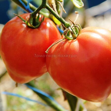 Томат Знаменитая Клубника миссис Шлаубах (Mrs. Schlaubaugh's Famous Strawberry), США