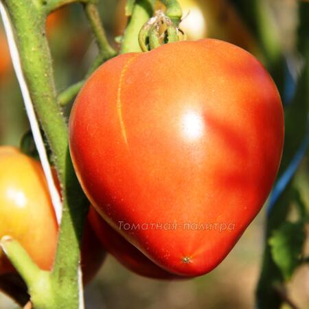 Томат Знаменитая Клубника миссис Шлаубах (Mrs. Schlaubaugh's Famous Strawberry), США