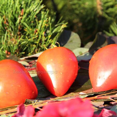 Томат Знаменитая Клубника миссис Шлаубах (Mrs. Schlaubaugh's Famous Strawberry), США